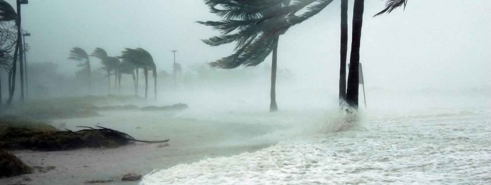 A shoreline with tree branches and rain.
